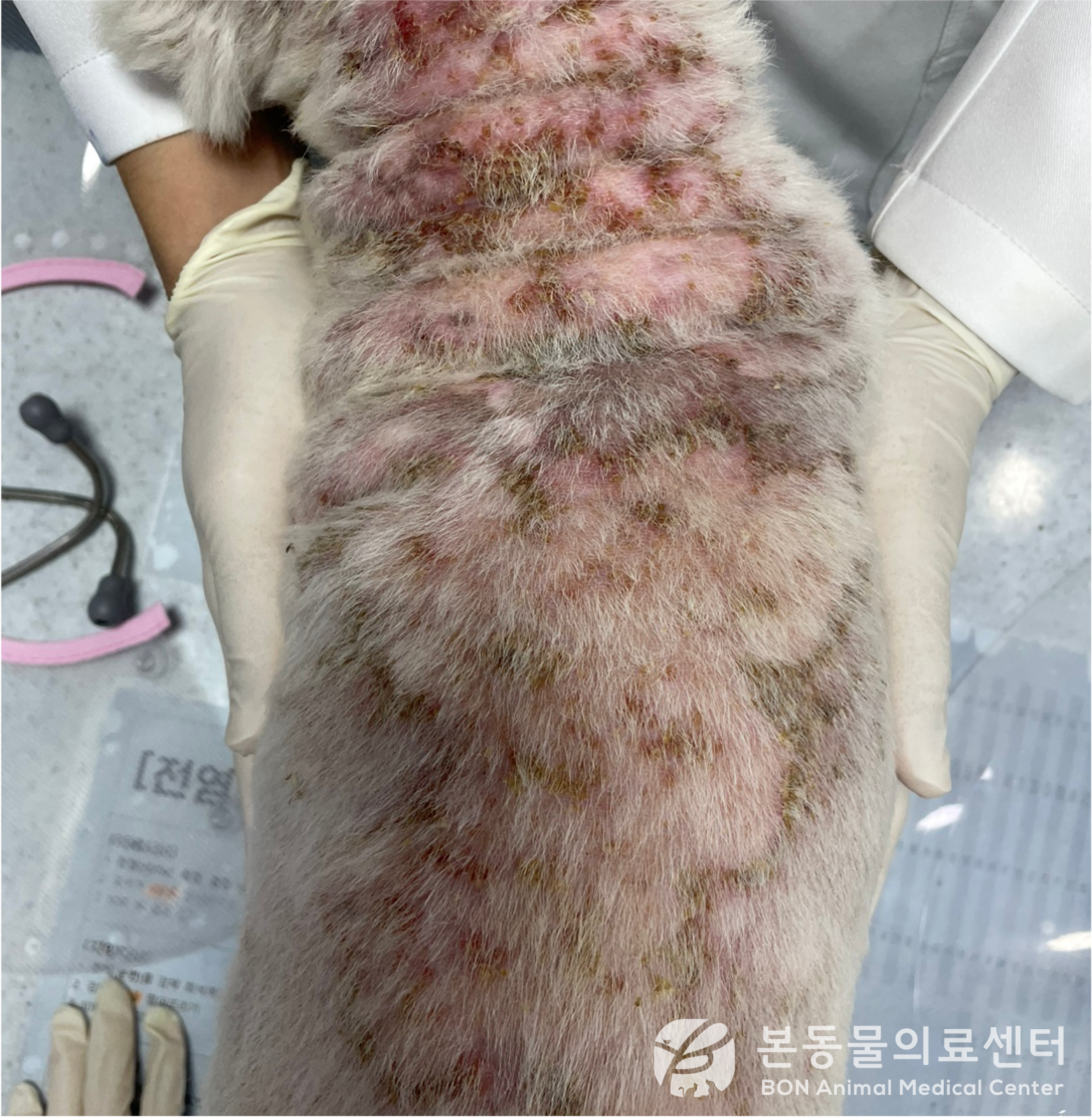 강아지낙엽성천포창치료전사진1