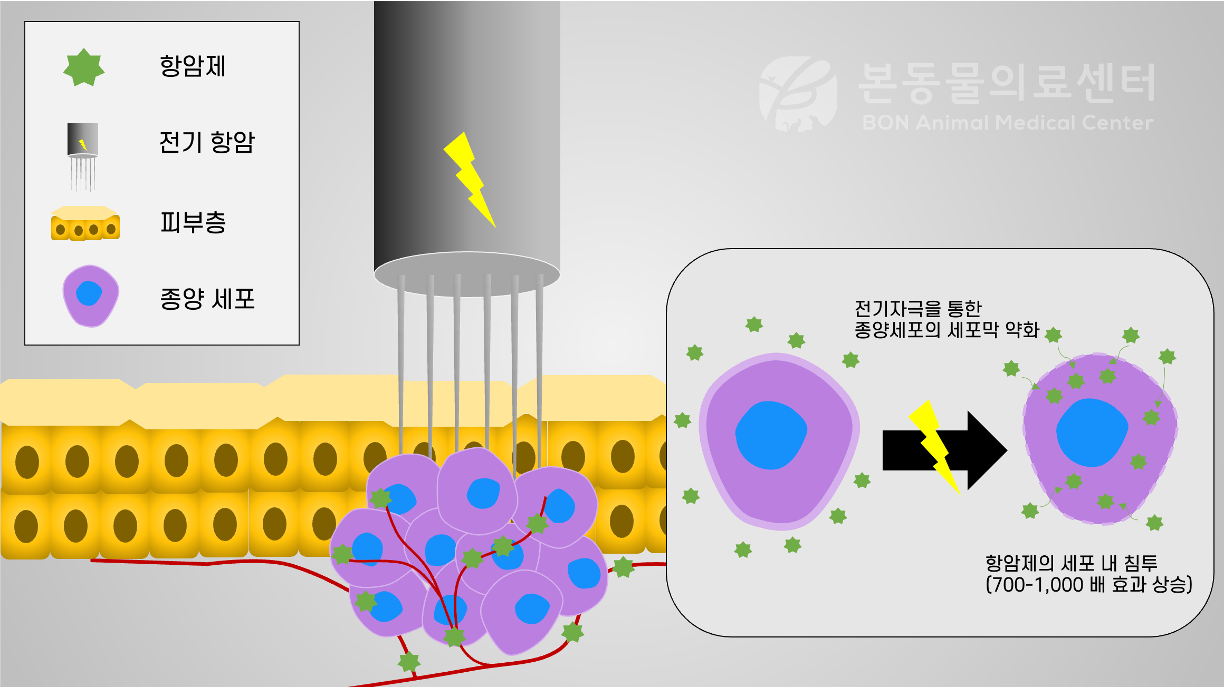 전기항암요법 (Electrochemotherapy)