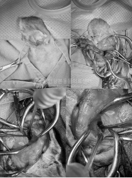 강아지 외이염 수술, TECA-LBO 수술, 전이외도적출술 및 외측고포절제술 장면