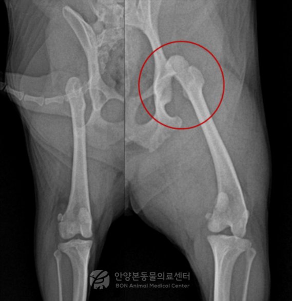 안양본동물의료센터에서 고관절 탈구 환자에게 진행한 엑스레이 검사 결과