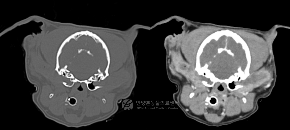 강아지 외이염 CT 검사 결과