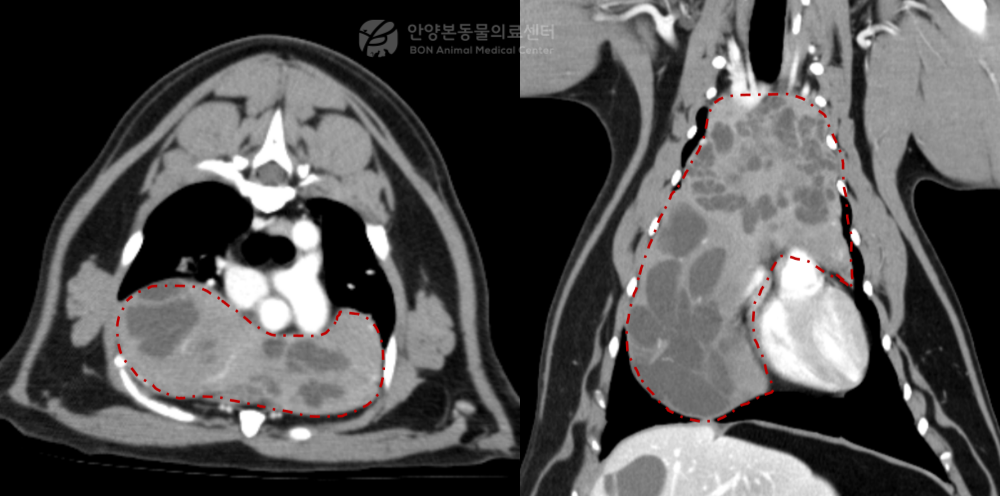 흉선종으로 진단된 고양이의 CT 검사 결과