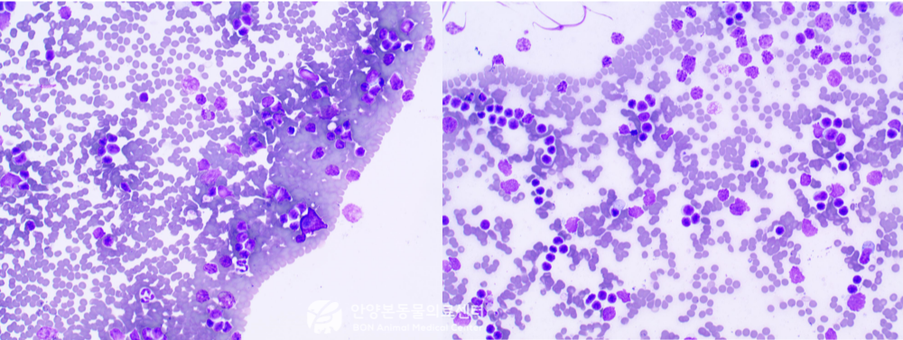 흉선종으로 진단된 고양이의 초음파 유도 세침 검사 결과