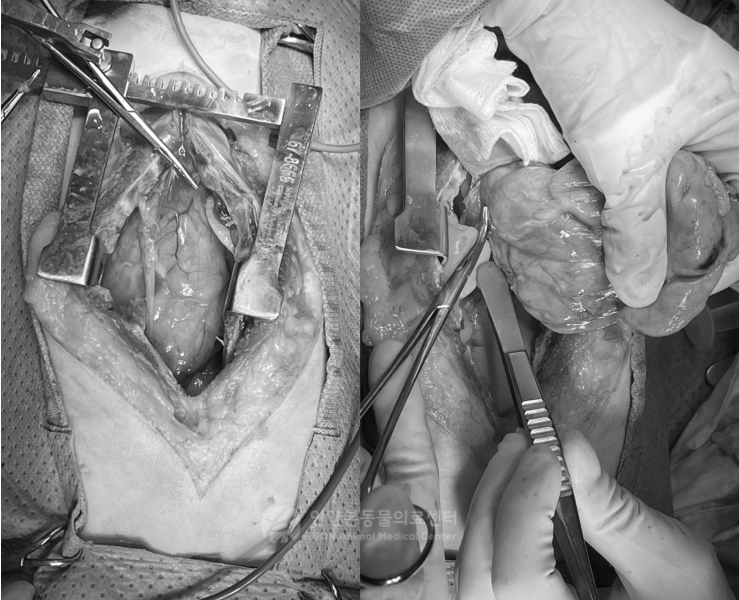 흉골절제술을 통한 고양이 흉선종 제거 수술 장면