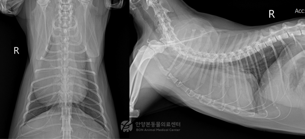흉선종으로 진단된 고양이의 흉부 방사선 검사 결과