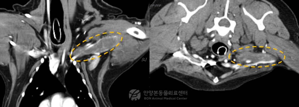 말초신경종양을 진단받은 강아지 환자의 CR 검사 결과. 신경구조물의 비후가 관찰됨