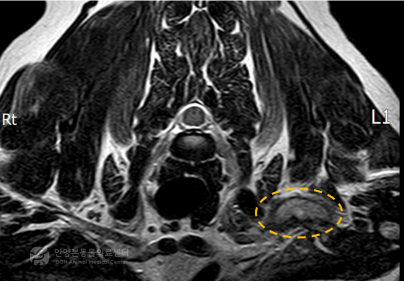 말초신경종양을 진단받은 강아지 환자의 MRI 검사 결과.