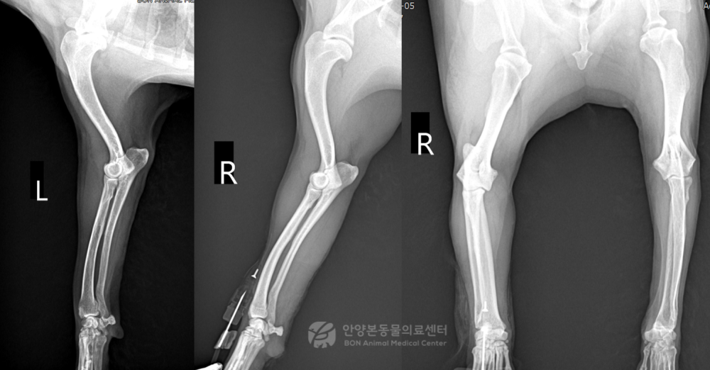 말초신경종양을 진단받은 강아지 환자의 전지 방사선 검사 결과