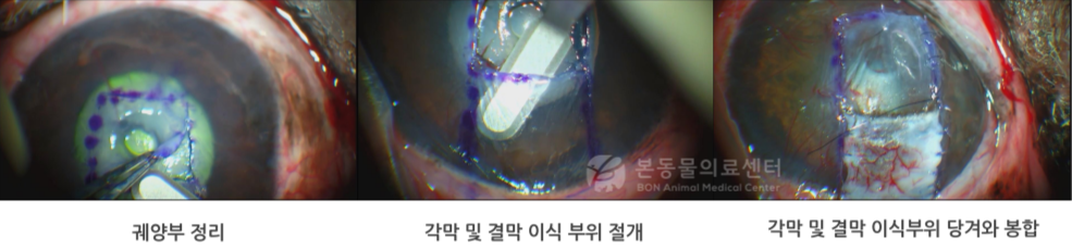 강아지 각막 궤양 환자에게 시행하는 각결막 전위술 수술 과정