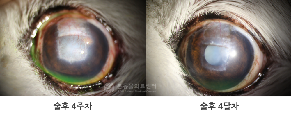 강아지 각막 궤양 환자 수술 후 치료 경과. 각막의 투명도가 회복되고 시력도 유지되고 있는 모습