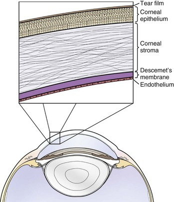 강아지 각막의 구조