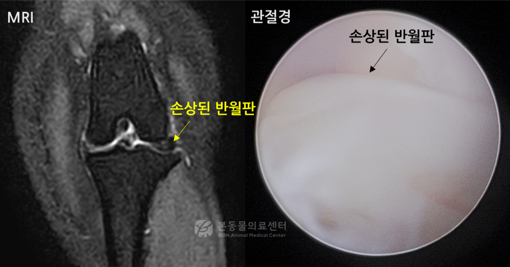 강아지 반월판을 MRI와 관절경으로 검사한 결과 반월판 손상이 확인됨