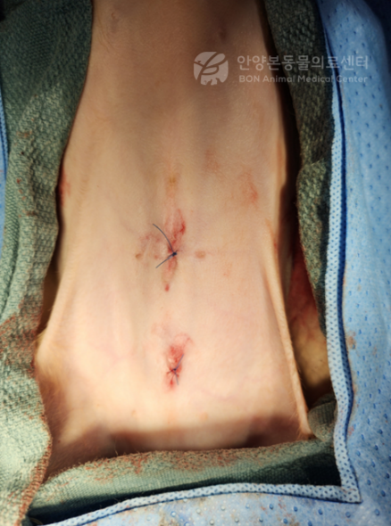 강아지 복강경 중성화 수술 봉합 후 장면