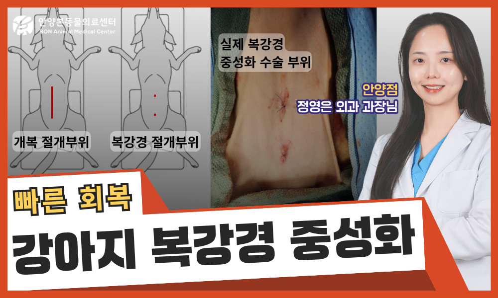 강아지 복강경 중성화 수술 케이스