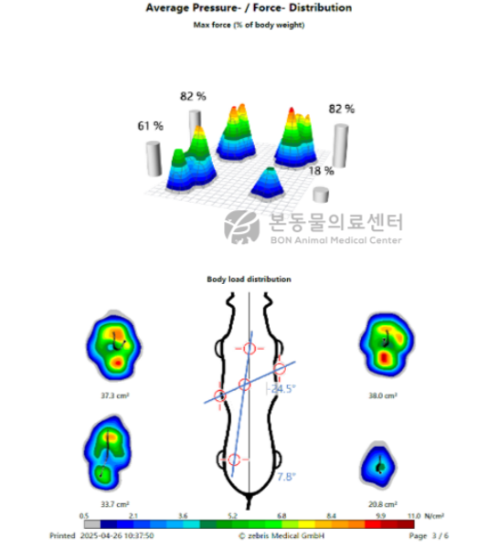 강아지 전십자인대와 반월판 수술 전 보행 검사 상 오른쪽 뒷다리에 체중을 거의 싣지 못하는 모습을 보임
