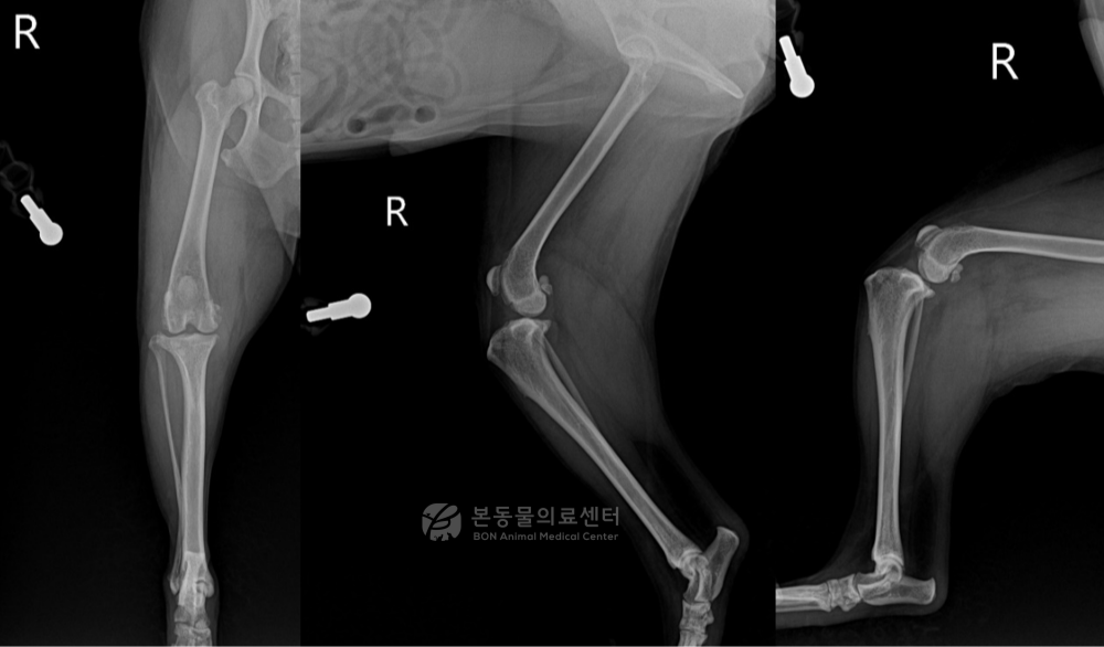 강아지 전십자인대와 반월판 손상 수술 전 엑스레이 검사 결과