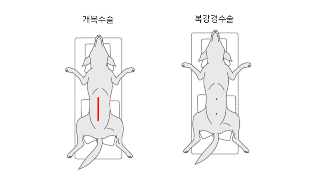 강아지 중성화 수술 두 가지 방법 중 개복 수술과 복강경 수술의 절개 범위를 비교한 이미지