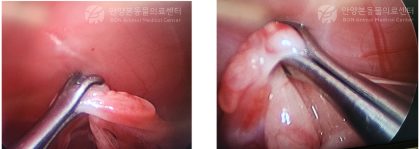 복강경을 이용한 암컷 강아지 중성화 수술 장면